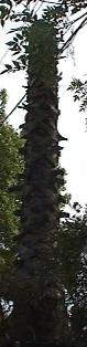 The obelisk.  What is left of the late great palm