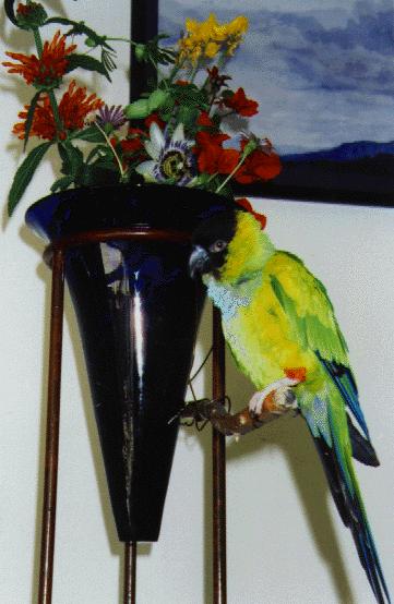 rasky with a vase